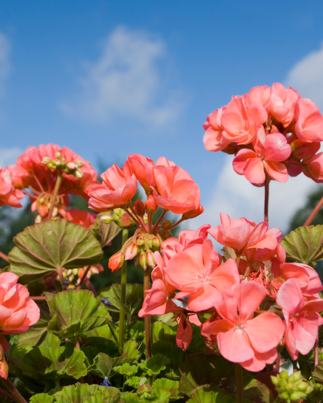 (300g) גרניום מצרי - LOVE נר