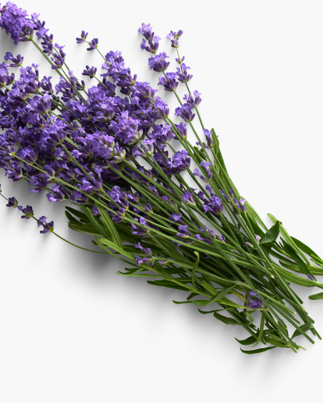 (300g) לבנדר - CALM נר